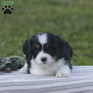 Harvey, Cavapoo Puppy